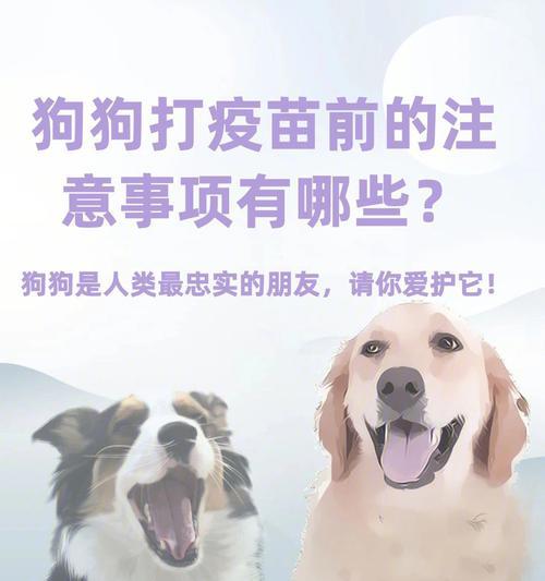 如何安全地过度泰迪狗狗的幼年时期（重要性的疫苗接种以及有效的护理方法）