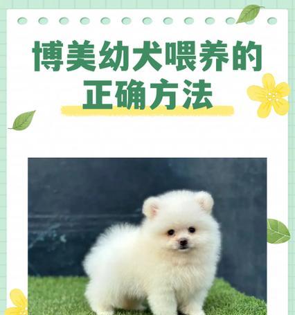 如何正确喂养萨摩耶犬？（控制次数饮食，清淡为主）