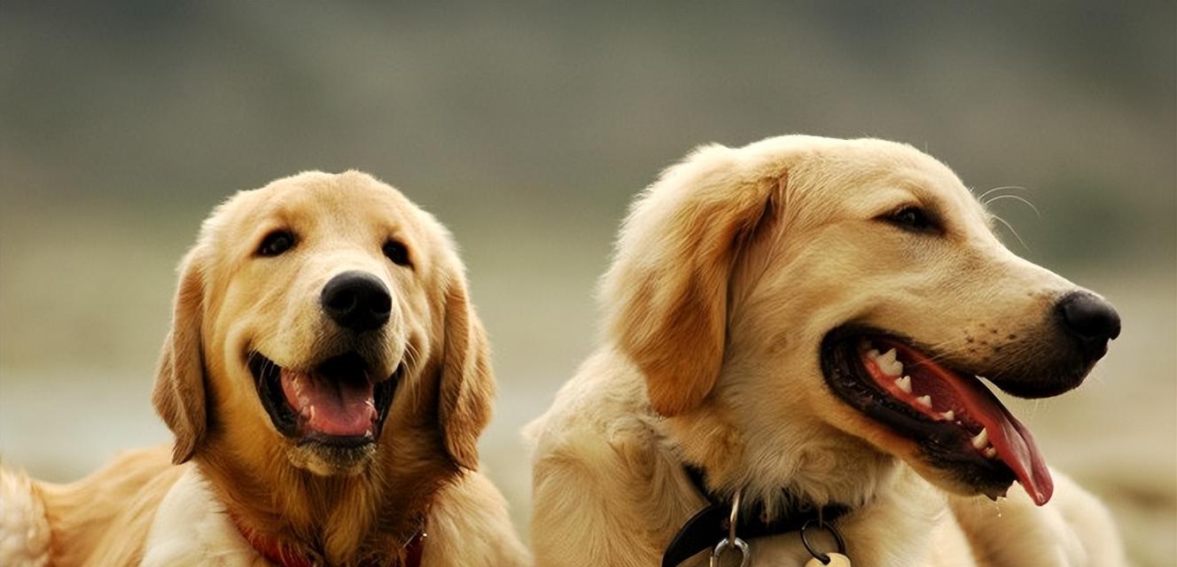 揭秘金毛犬的五个小秘密（金毛犬的惊人特质与不为人知的冷知识）