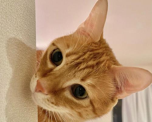 猫咪的体温反映身体健康状况（探究猫咪体温的正常范围与健康关联）