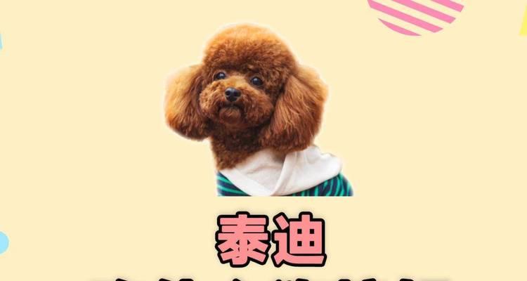 探究泰迪不吃狗粮的原因及应对方法（揭秘泰迪对狗粮敏感的原因和解决方案）