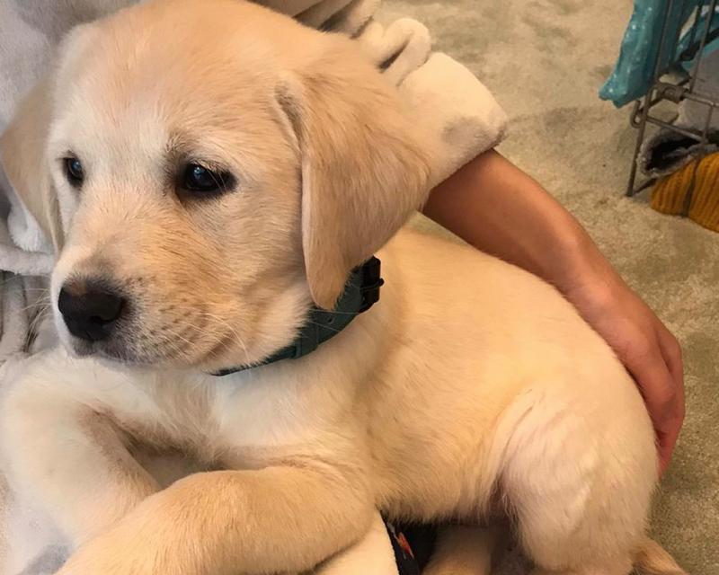 拉布拉多犬的健康体重标准（保持适当体重，宠物狗更健康）