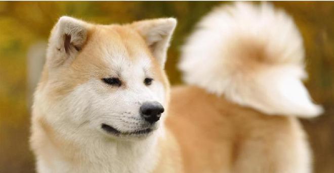 秋田犬的饲养人数逐渐减少（探究秋田犬饲养人数减少的原因及其价格的昂贵程度）