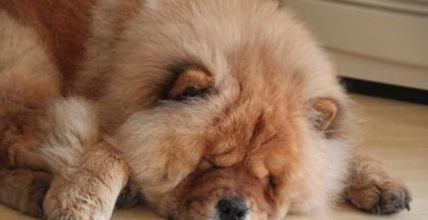 松狮犬性格大揭秘——了解这个古老而温和的品种（探索松狮犬的性格特点及喂食量的合适标准）