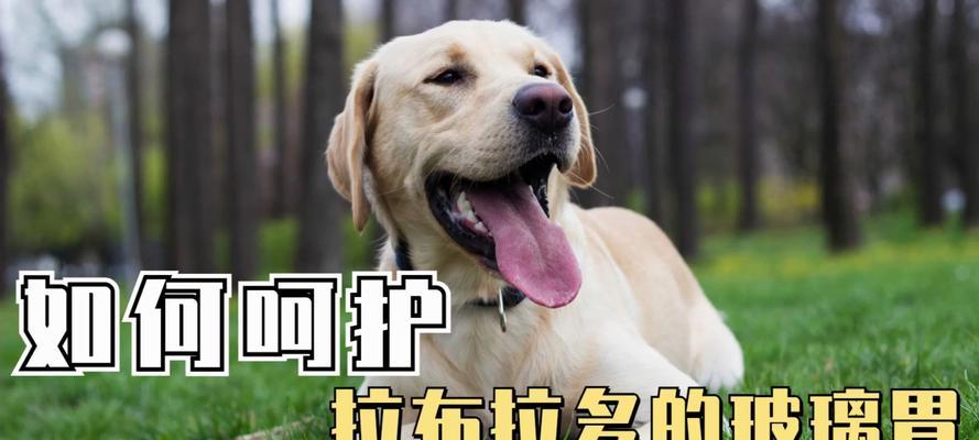 拉布拉多年龄的识别方法（通过牙齿来辨别狗的年纪，这些细节值得关注）