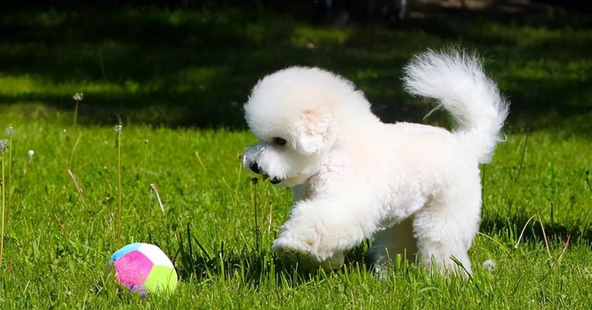 比熊犬的生命周期与饲养需求（了解比熊犬不同时期的饲养指南，让你的宠物健康快乐）