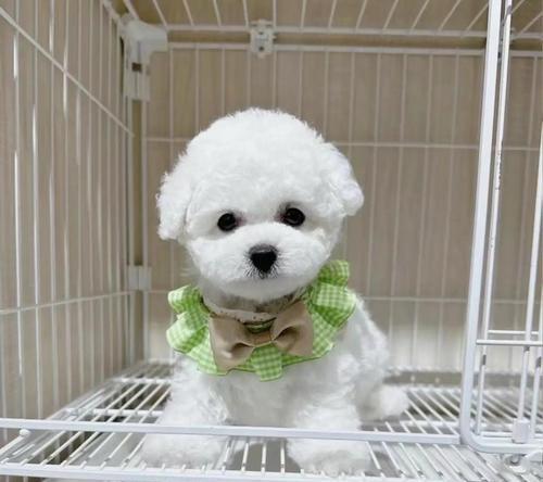 拉布拉多价格揭秘（探究拉布拉多犬在市场上的价格差异及其关键因素）