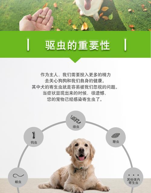 金毛狗狗肚子大的原因和解决方法（了解金毛狗狗肚子大的真相，正确应对肚子大的问题）