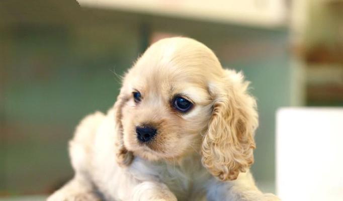 英国可卡犬（优雅、聪明、忠诚——英国可卡犬的魅力）