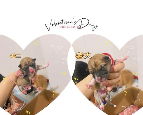 柯基犬的一胎能生几只？（揭开柯基犬一胎生育数量之谜）