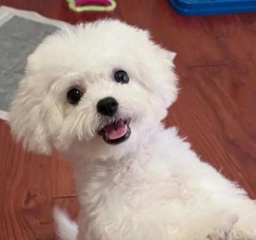 比熊犬的寿命及老化迹象（探索比熊犬寿命的长短，以及老化迹象揭秘）
