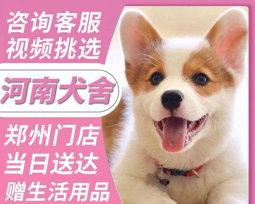 2022年柯基犬市场价格分析（柯基犬价格走势及影响因素解析）