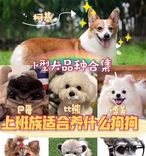 狗狗每天需要运动多久？（不同犬种的运动需求差异是什么？）