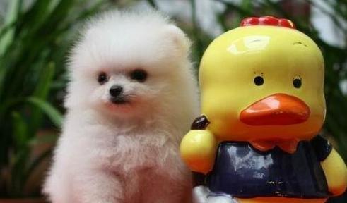 如何鉴别纯种的博美犬？（分辨纯种博美犬的特征和技巧）