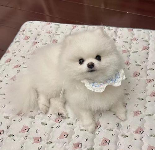 养一只博美，每个月需要多少钱？（博美犬的饲养价格分析与经验分享）