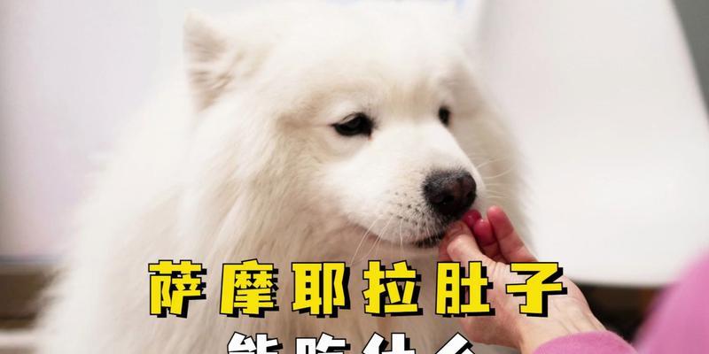 如何合理喂养5个月大的萨摩耶？（注意适量喂食，保持萨摩耶健康成长）