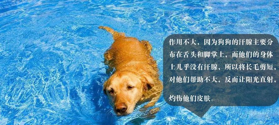 揭秘狗狗骨骼的冷知识（常见病大揭秘，你一定要知道的是"狗狗骨骼"）