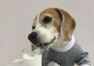 狗狗喝水的重要性及方法（如何让狗狗多喝水）
