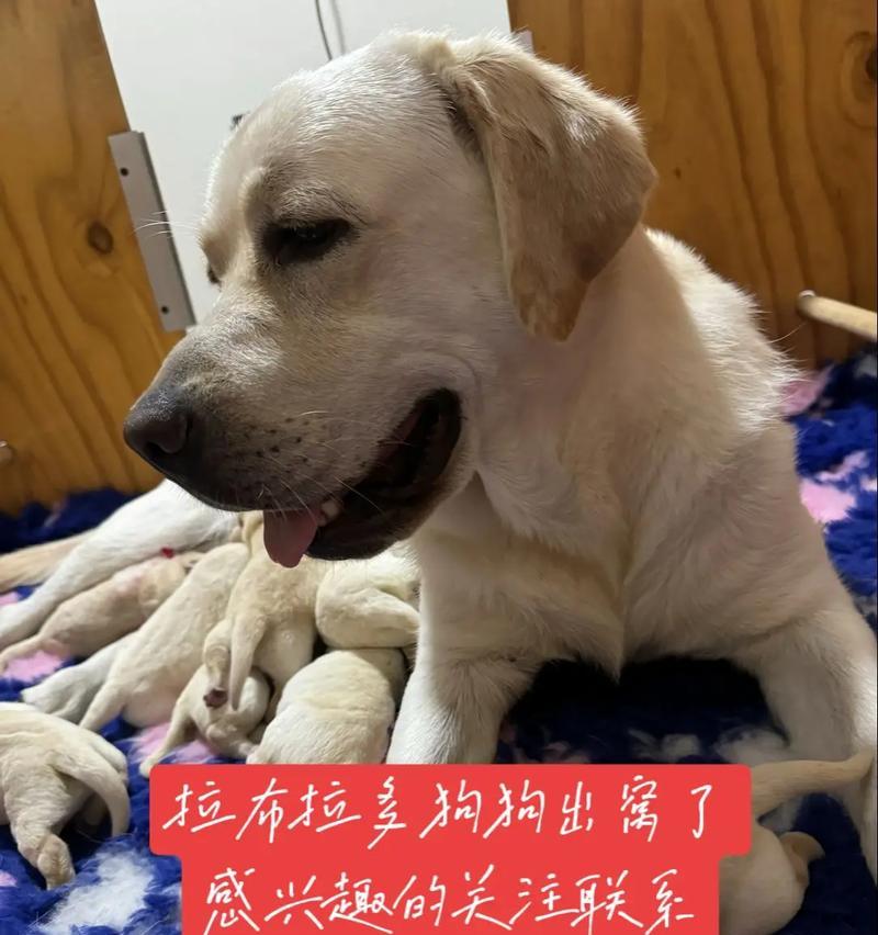 拉布拉多偏瘦的原因及喂养方法（探讨拉布拉多犬偏瘦的原因，提供科学喂养方法来帮助它们增加体重）