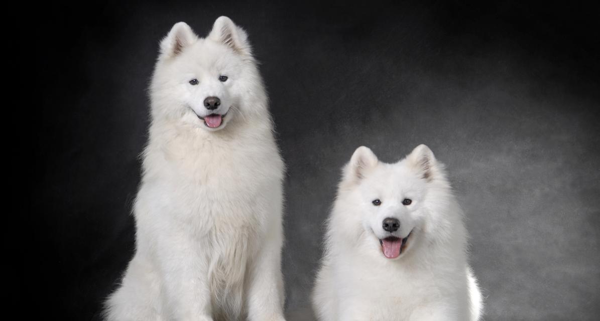萨摩耶犬的分类及美系与英系的区别（了解不同种类的萨摩耶犬以及它们的特点和区别）