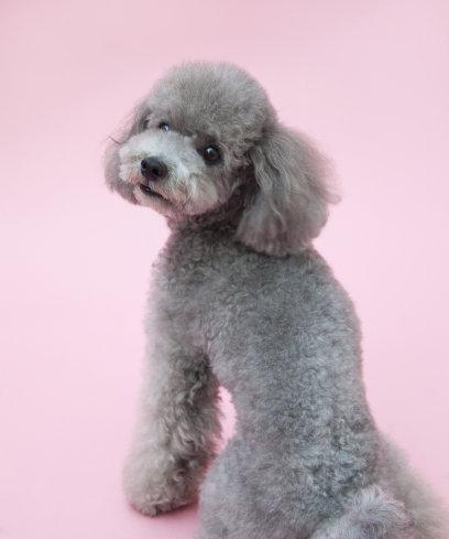 贵宾犬的体型分类及智力差异（了解贵宾犬不同体型的智力特点）