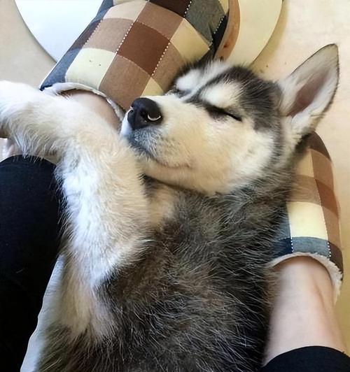 狗的睡眠需求（探究狗狗睡眠时间的重要性及影响因素）