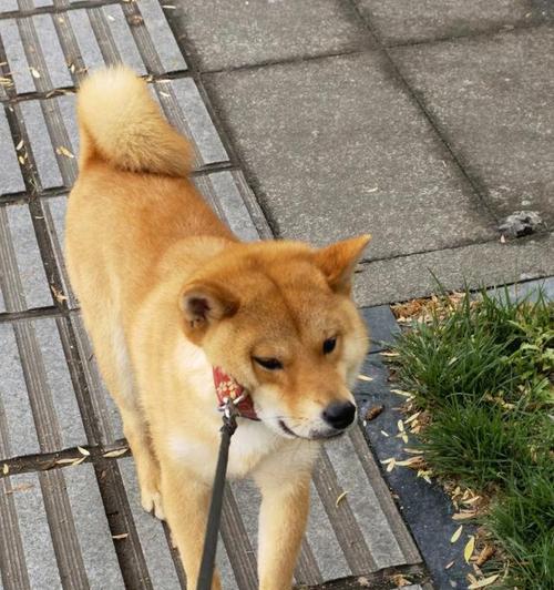 柴犬的魅力（柴犬的价格、性格和可爱外表是其受欢迎的原因之一）