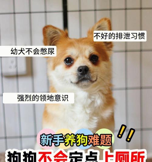 培养狗狗良好的进食习惯（解决狗狗吃饭太快或太慢的问题）