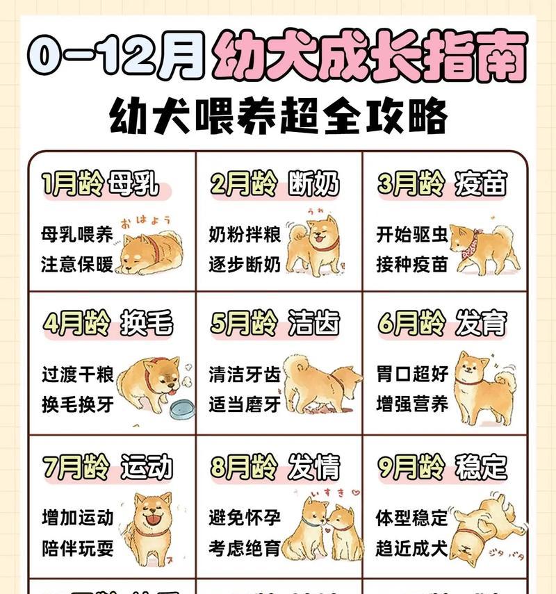狗狗成长年龄对照表（附上最新狗狗年龄对照表，让你更好地关心和照顾你的宠物）