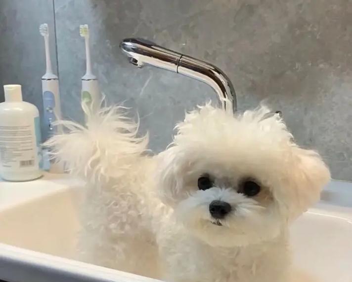 比熊犬的饮食需求及食量（揭秘比熊犬的食量大不大，一顿需要吃多少狗粮？）