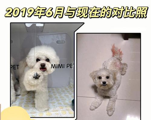 比熊犬喂食指南——宠爱你的毛绒球（了解喂食要点，让你的比熊犬健康快乐成长）