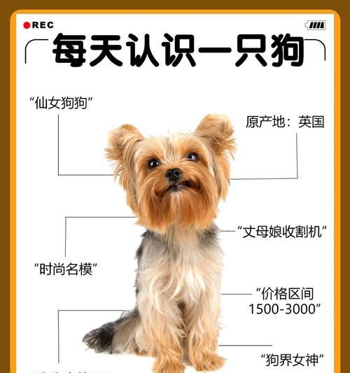 约克夏犬的养殖现状及注意事项（为什么越来越少人养约克夏犬？饲养约克夏犬需要注意什么？）