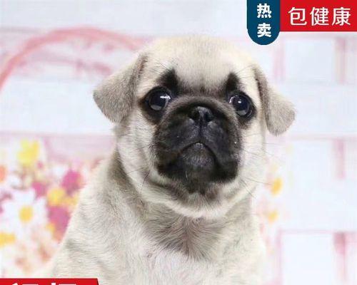 揭秘巴哥幼犬的价格与纯种特征