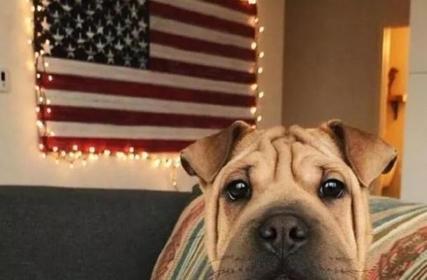 误将斗牛犬和八哥当做沙皮犬的原因（人们对沙皮犬的误解及其根源）