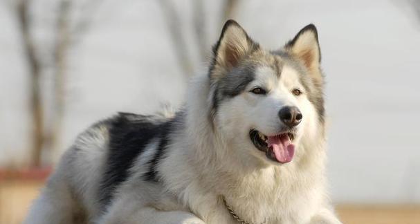 阿拉斯加犬的巨大体型（探索阿拉斯加犬的庞大身躯和惊人尺寸）