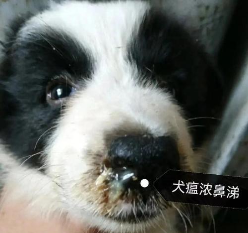 犬瘟的潜伏期、症状和预防措施（掌握犬瘟的关键信息，保护你的宠物健康）
