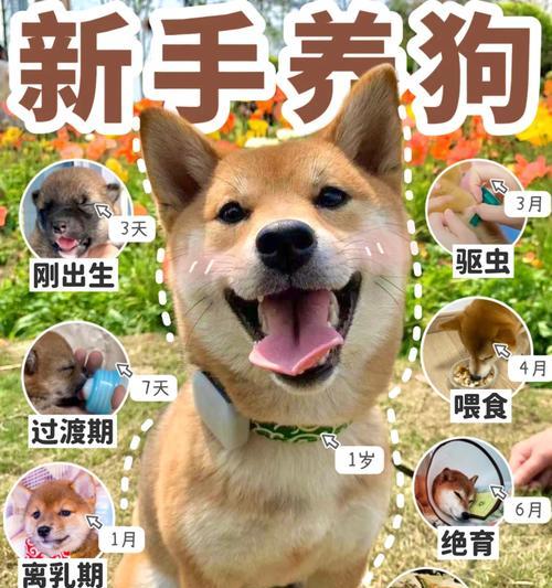 狗狗的日常饮食需求与喂食建议（每日喂食量、餐次以及关键注意事项）