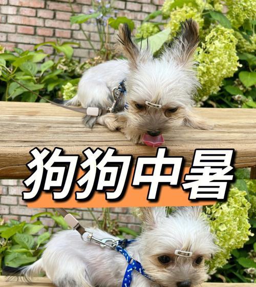 如何预防狗狗中暑——保护你的宠物免受高温侵害（夏季高温来临，你需要了解的狗狗中暑预防方法）
