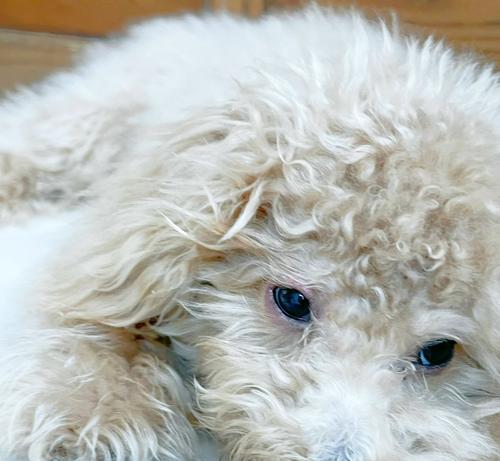 泰迪犬的成长指南（宠爱，学习，健康——培养泰迪犬健康成长的关键）
