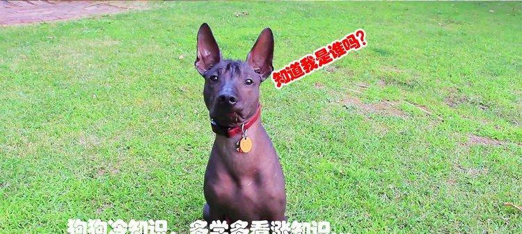 狗狗的视力（揭开狗狗视觉的神秘面纱，探索它们色彩世界的奇妙之处）