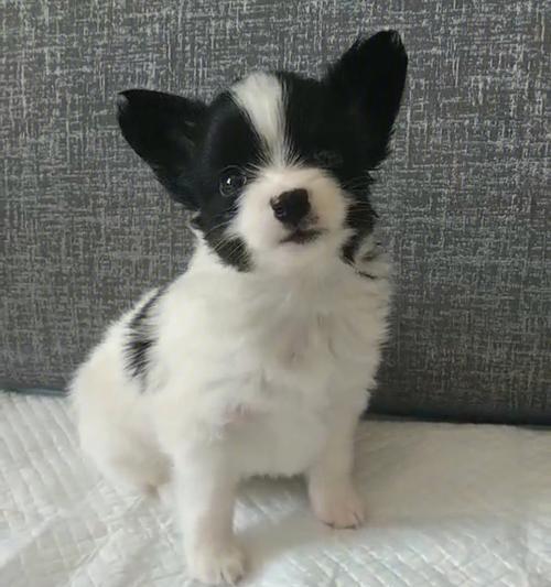 如何选择适合自己的蝴蝶犬？（从性格到健康，关键因素帮你挑选最合适的宠物）