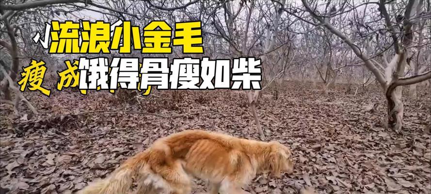 如何解决狗狗太瘦的问题？-给你的宠物提供健康饮食（保持狗狗健康体重的关键）