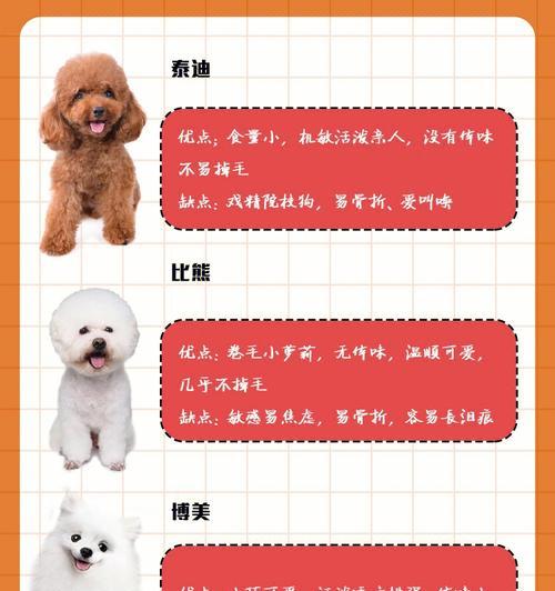 法国斗牛犬喂养指南（养护专家分享的法国斗牛犬饲养秘籍）