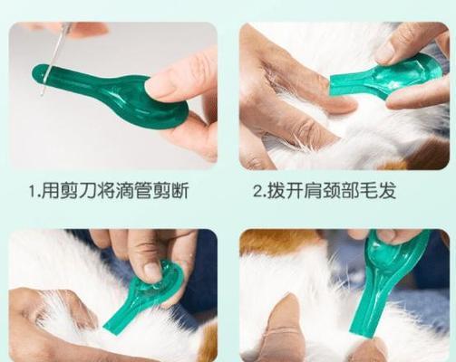 定期驱虫对泰迪犬的健康至关重要（探讨泰迪犬身体反应和驱虫需求，确保宠物健康）