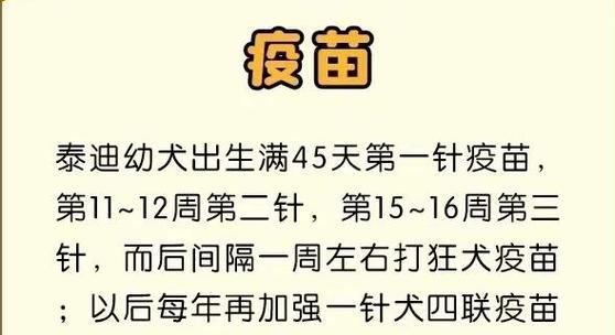 泰迪犬的成长之路（探索泰迪犬一生的四个阶段）
