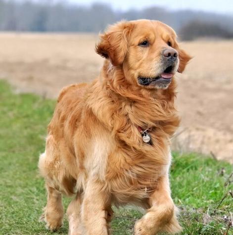 正确喂养金毛，让它健康成长（从幼犬到成年犬，金毛喂养全攻略）