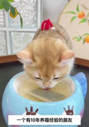 猫咪饮水需求揭秘——喝水少的背后（探究猫咪对水的需求量及饮水行为）