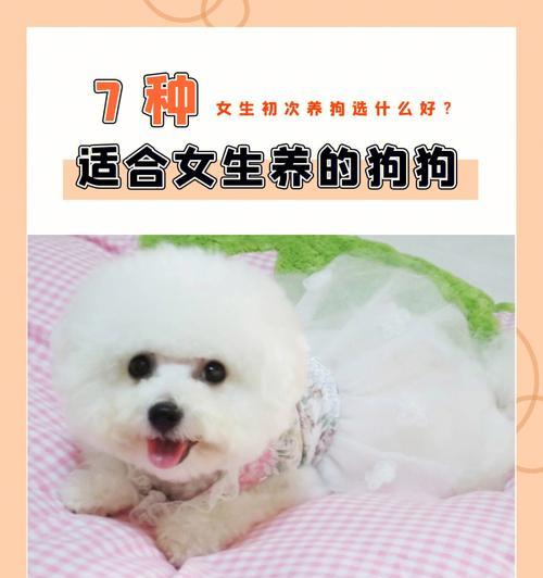 多人养巨型贵宾犬的原因（高颜值、粘人的爱宠，让人难以抵挡）