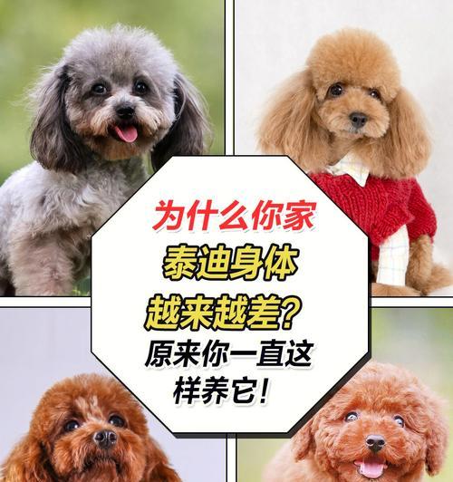 贵宾犬和泰迪（了解贵宾犬和泰迪之间的区别和关系）