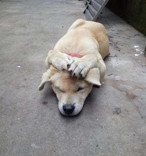 从狗狗睡觉的位置看性格好坏（揭秘狗狗性格）